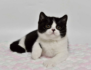 British kittens (7 valokuva sivusta 7)