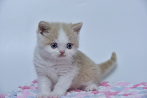 British kittens (5 valokuva sivusta 7)