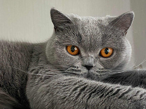 British cat (female) (2 foto / 2)
