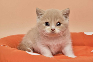 Британский котенок (2 фото из 6)