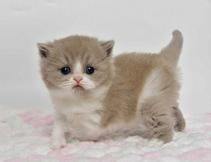 Британский котенок (3 фото из 6)