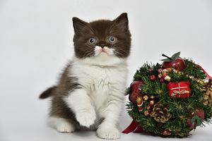 Британские котята (2 фото из 5)