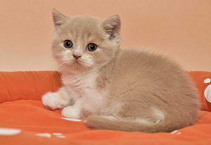 British kittens (2 valokuva sivusta 7)