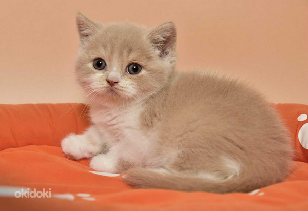 British kittens