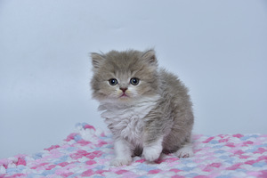 British kittens (6 valokuva sivusta 7)