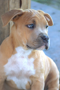 AMSTAFF (7 foto no 9)