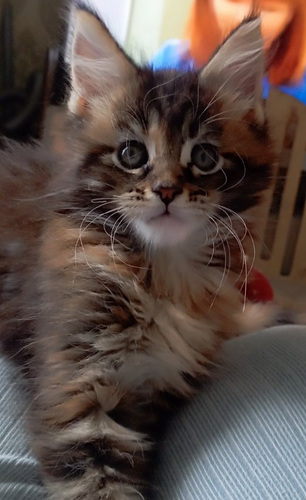 Maine Coon