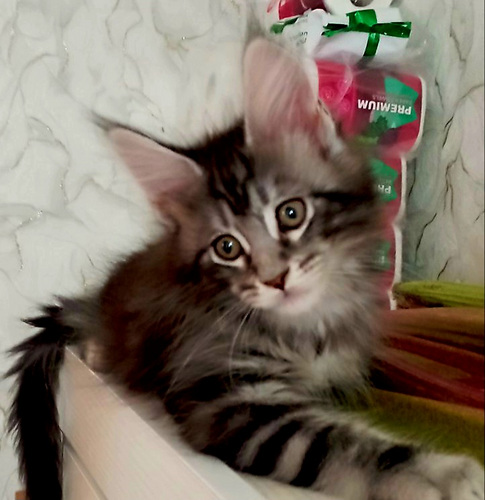 Maine Coon