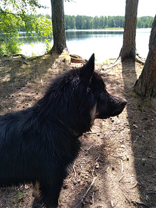 Uus kodu koerale (4 foto / 4)