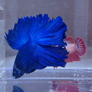 Сиамская бойцовая рыбка (Betta splendens) (2 фото из 4)