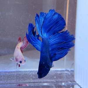 Сиамская бойцовая рыбка (Betta splendens) (4 фото из 4)