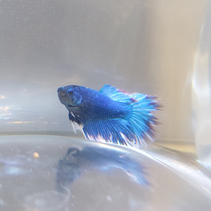 Сиамская бойцовая рыбка (Betta splendens) (2 фото из 5)