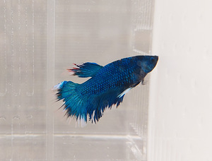 Сиамская бойцовая рыбка (Betta splendens) (5 фото из 5)
