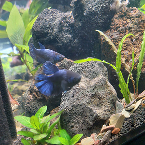 Siamese fighting fish (Betta splendens) - females (2 foto / 6)
