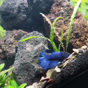 Siamese fighting fish (Betta splendens) - females (4 foto / 6)