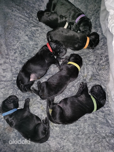 Cane corso pentuja (6 sivusta 10)