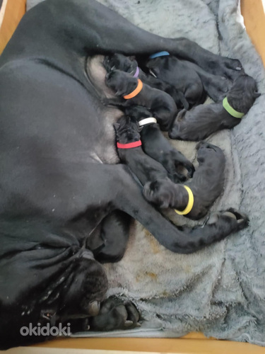 Cane corso pentuja (9 sivusta 10)