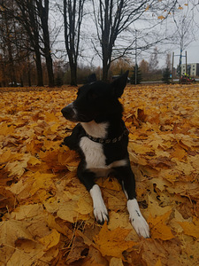 Выгул собак (2 фото из 2)