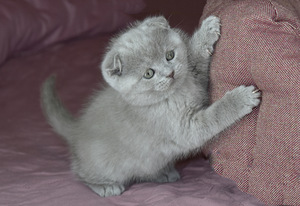 Lilla scottish fold poiss (2 foto / 5)