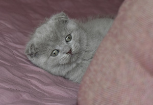 Lilla scottish fold poiss (4 foto / 5)