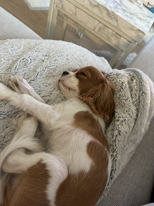 Cavalier King Charles spaniel (3 valokuva sivusta 10)