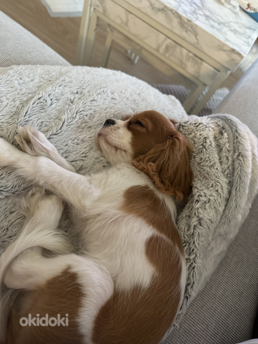 Cavalier King Charles spaniel (valokuva #3)