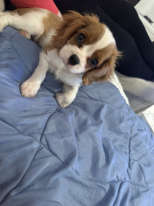 Cavalier King Charles spaniel (6 valokuva sivusta 10)