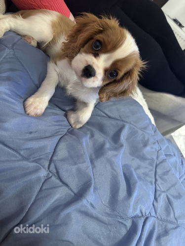 Cavalier King Charles spaniel (valokuva #6)