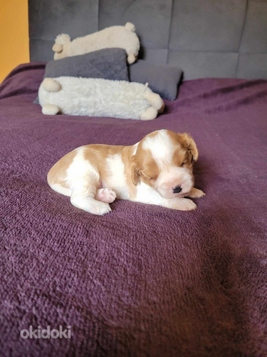 Cavalier King Charles spaniel (valokuva #9)