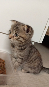 Scottish fold