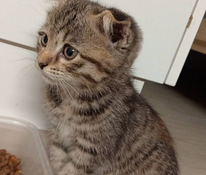 Scottish fold