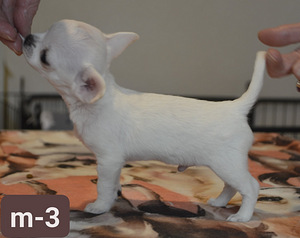 Chihuahua kutsikad. (3 foto / 5)