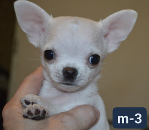 Chihuahua kutsikad. (4 foto / 5)