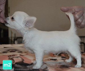 Chihuahua kutsikad. (2 foto / 5)