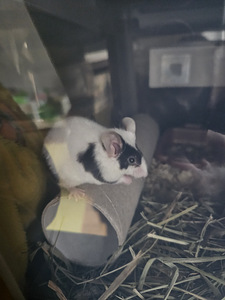 Annan hiire heasse kätte (2 foto / 2)