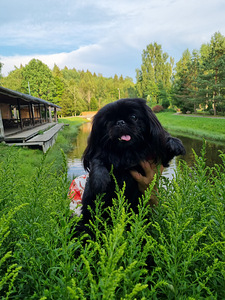 Otsin pekingi peigmeest (2 foto / 3)