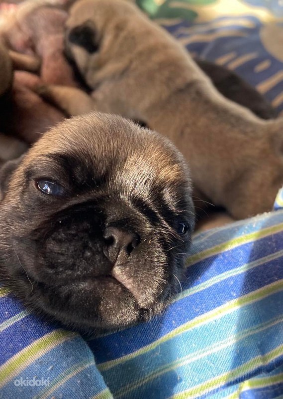 Mopsi kutsikad Maardu, Harjumaa Loomad, Koerad osta ja müü okidoki