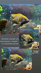 Kalad (2 foto / 3)