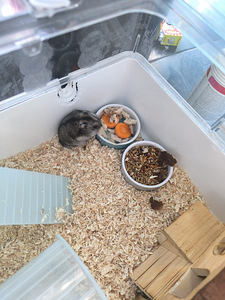 Annan poisi-hamstri headele kätele (1 foto / 3)