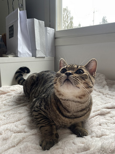 Kissa