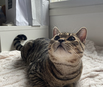 Kissa