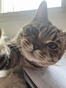 Kissa (3 valokuva sivusta 4)