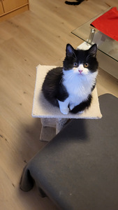 Kissanpennut (1 valokuva sivusta 5)