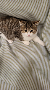 Kissanpennut (4 valokuva sivusta 5)