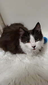 Söpöjä ystävällisiä kissanpentuja (5 valokuva sivusta 8)