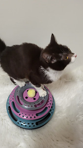 Söpöjä ystävällisiä kissanpentuja (8 valokuva sivusta 8)