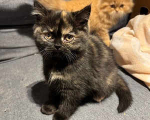 Scottish straight kissanpennut (1 valokuva sivusta 4)