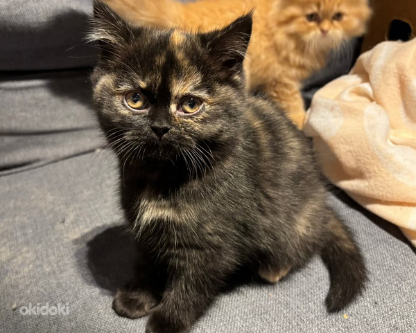 Scottish straight kissanpennut