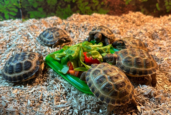 Nelivarvaskilpikonnan poikasia