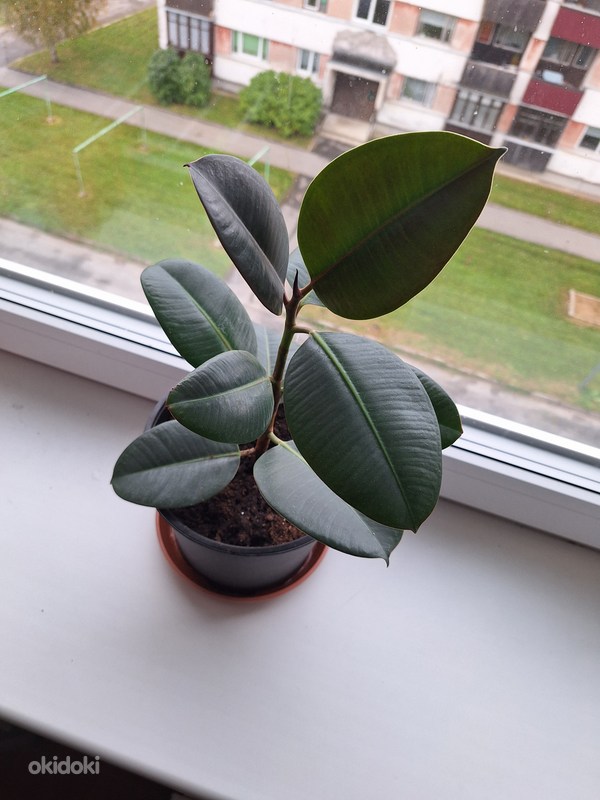 Фикус каучуконосный (Ficus elastica) - Kunda, Viru-Nigula vald, Lääne-Virumaa, Растения – okidoki